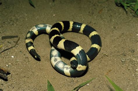 Sand And Scrubdwelling Snake Species Reptiles Magazine