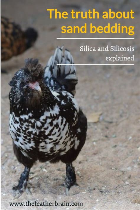 Sand Bedding For Chicks