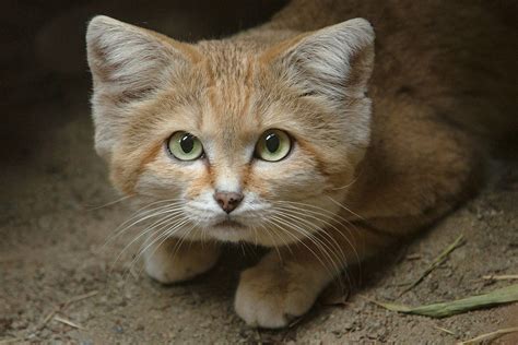 Sand Cat Cool Facts
