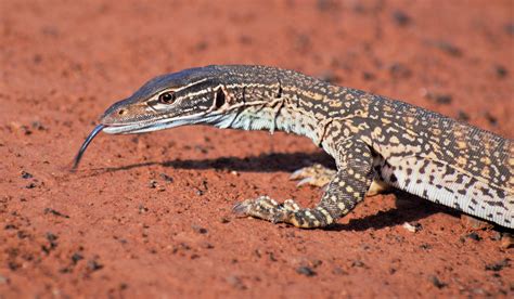 Sand Lizard Australia