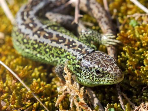 Sand Lizard Devon