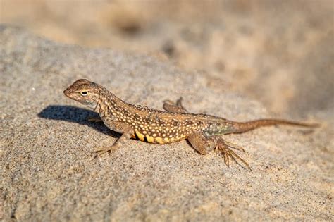 Sand Lizard Information
