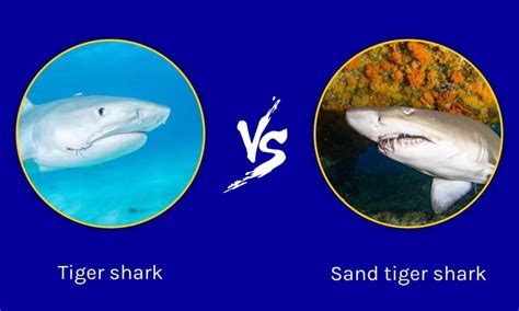 sand tiger vs tiger shark