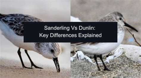 Learn 5 Details sanderling vs dunlin ID Shorebird Secrets