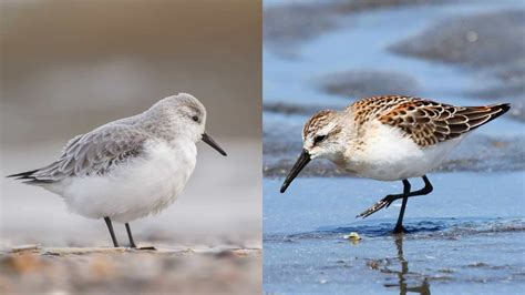 Discover 7 Insights sanderling vs sandpiper Identify Beach Birds Easily