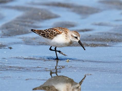 Sandpiper I