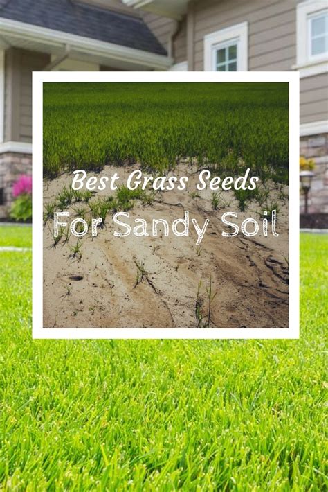 sandy soil grass