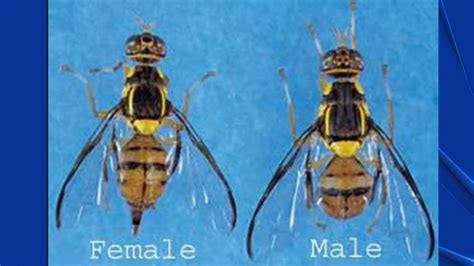 santa clara fruit fly quarantine