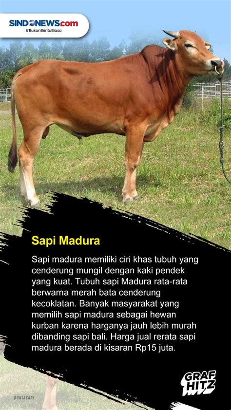 MENGENAL SAPI mellefarm