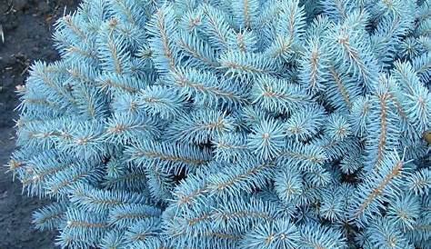 Sapin Epicea Bleu PICEA Pungens HOOPSII (Epicéa Du Colorado Hoopsii Ou