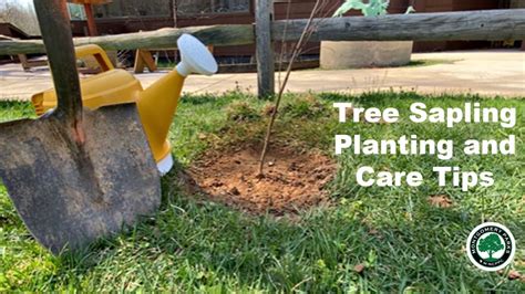 sapling tree care instructions