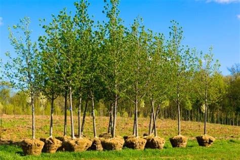 sapling trees for sale