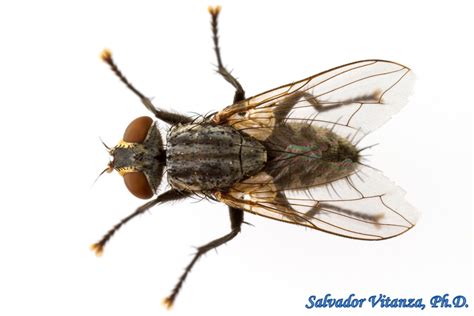 Unraveling Secrets of Sarcophagidae Beetles