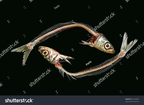 Sardine Fish Has Bones
