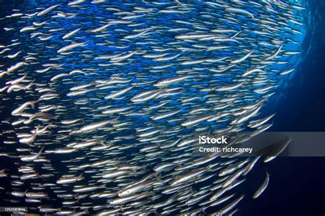 Sardines Underwater