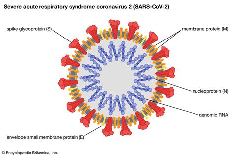 Understanding the SARS Virus Disease: Origins, Symptoms, and Global Impact