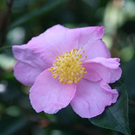 sasanqua camellia camellia sasanqua