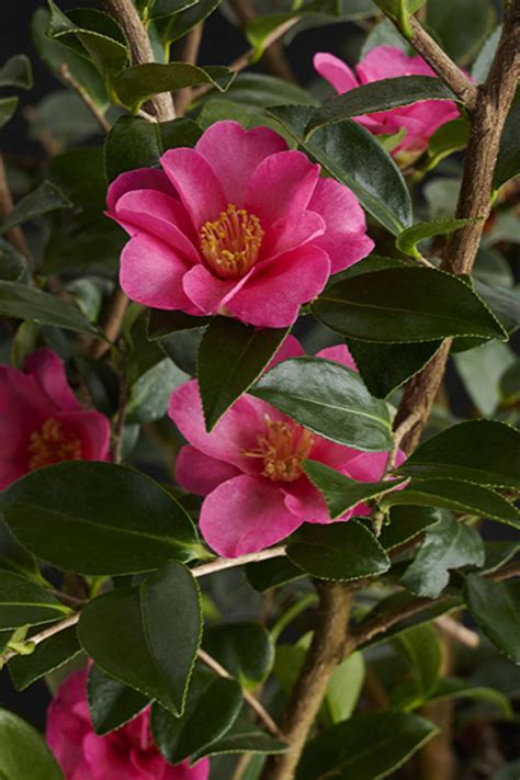 sasanqua camellia kanjiro