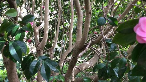 sasanqua camellia pruning guide