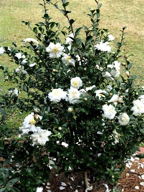 sasanqua camellias for sale