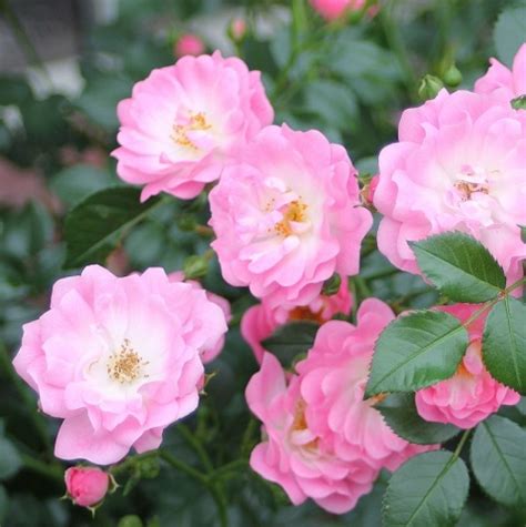Uncover the Charm of Satina Rose: A Hidden Gem in the Garden