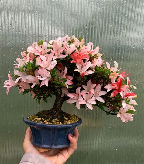 Satsuki Azalea Identification