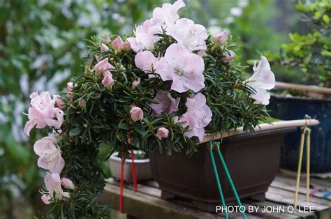 Satsuki Azalea Leaf Curl