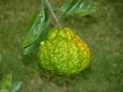 Satsuma Diseases