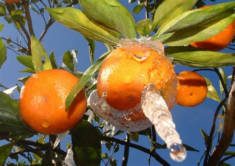 Satsuma Freeze Damage