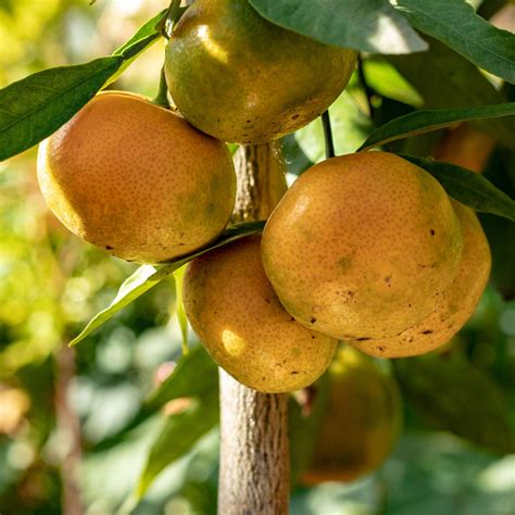 Satsuma Frost Tolerance