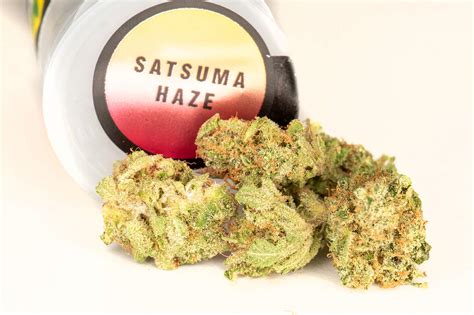 Satsuma Haze Strain