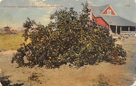 Satsuma Tree Houston