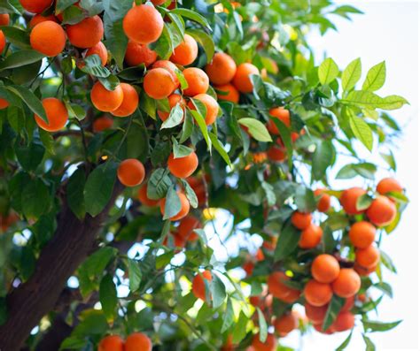 Satsuma Tree Spacing