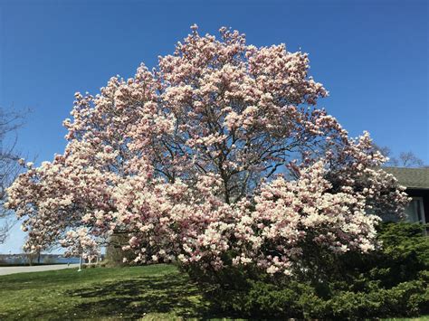 saucer magnolia tree ohio