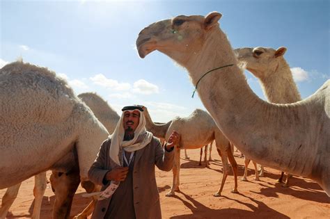 saudi arabia import camels