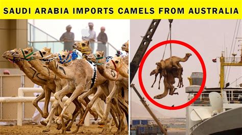saudi arabia imports camels from what country