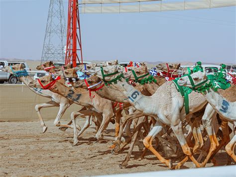 saudi camel racing federation