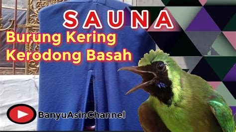 SAUNA MURAI BATU BURUNG KERING KERODONG KERING YouTube