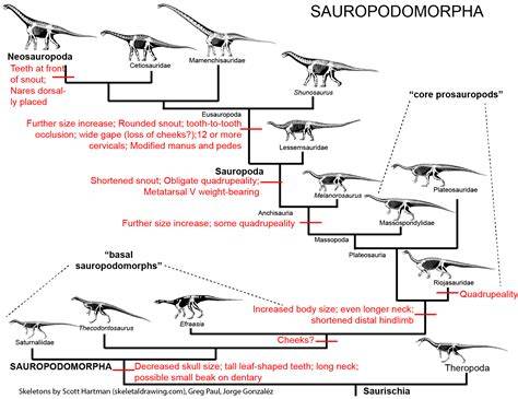 Sauropod Evolutionary Tree