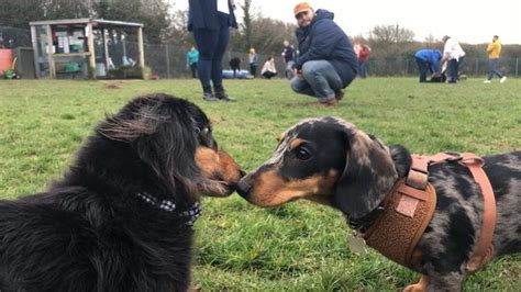 Sausage Dog Experience
