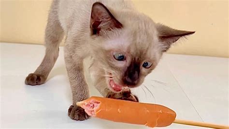 Sausage Kitten