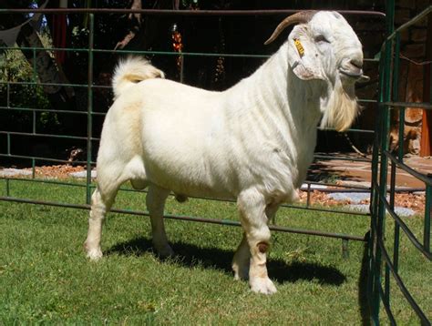 savanna goats for sale in kansas