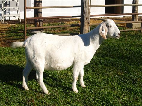 savanna goats for sale in missouri