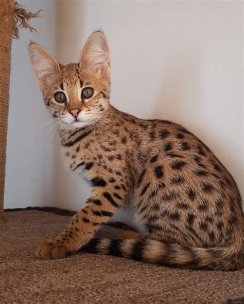 savannah cat for sale