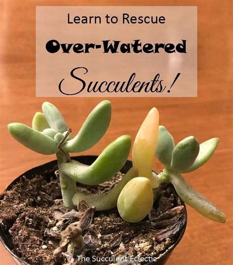 How To Save Overwatered Succulents in 2020 Succulents, Leaves