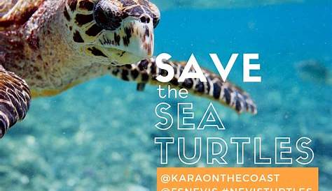 What Can You Do to Save Sea Turtles? | NOAA Fisheries