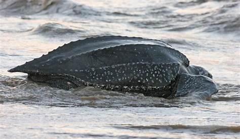 Saving Leatherback Turtles