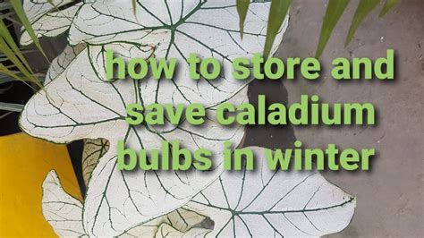 Save Caladium Bulbs During Winter