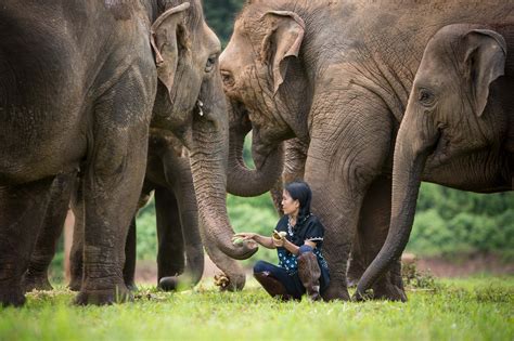 save the elephants foundation