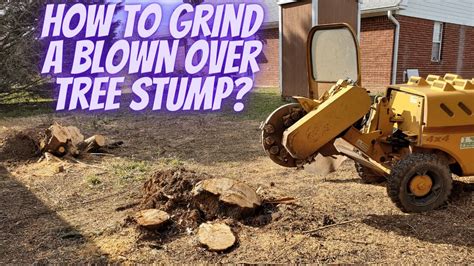 Saving A Blown Over Tree